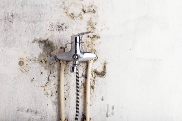 Best Mold Remediation Services  in Harbour Heights, FL
