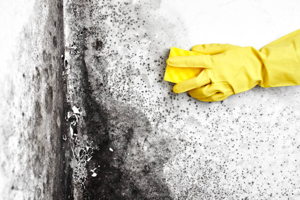 Harbour Heights, FL Mold Removal Company