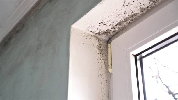 Best Fast Mold Removal  in Harbour Heights, FL