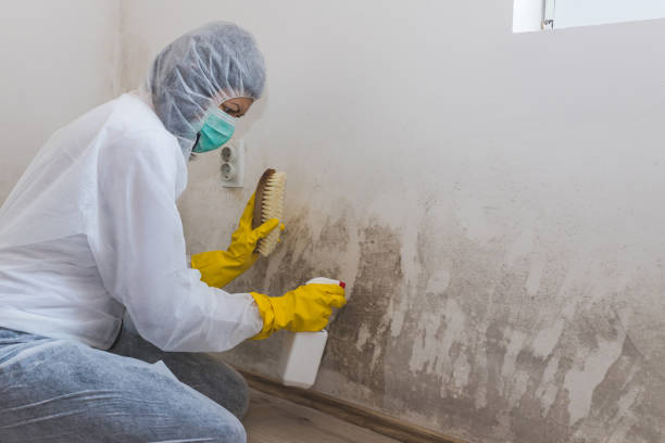 Attic Mold Removal in Harbour Heights, FL