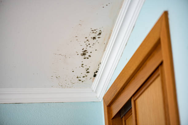 Best Toxic Mold Removal  in Harbour Heights, FL