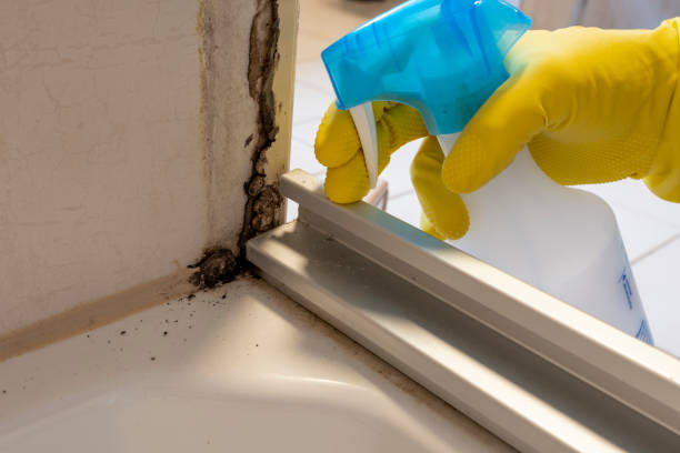 Best Same-Day Mold Removal  in Harbour Heights, FL