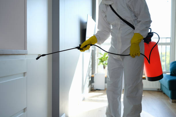 Best Mold Remediation Experts  in Harbour Heights, FL