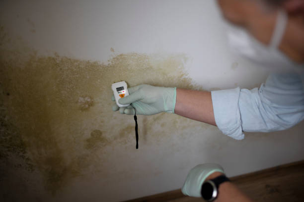 Best Emergency Mold Removal  in Harbour Heights, FL