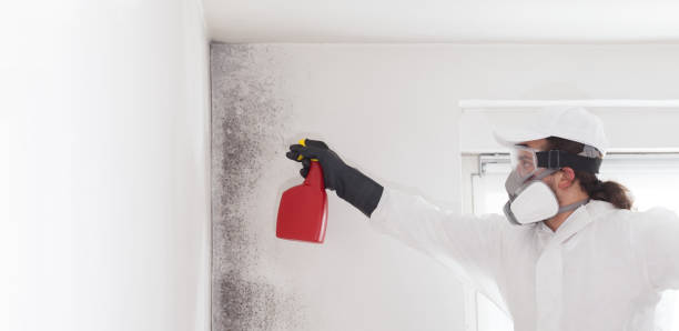 Best Mold Damage Repair  in Harbour Heights, FL