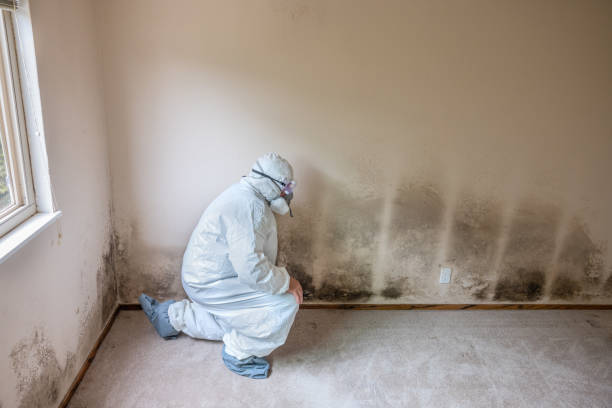 Best Crawl Space Mold Removal  in Harbour Heights, FL