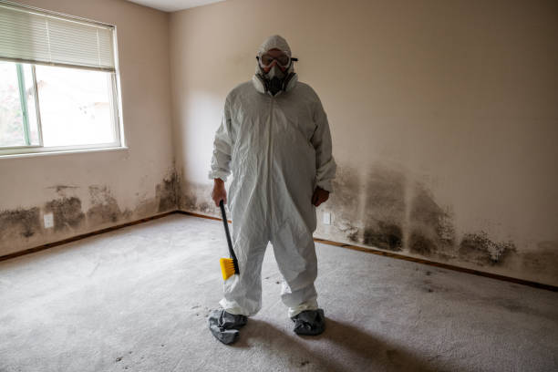 Best Office Mold Removal Services  in Harbour Heights, FL