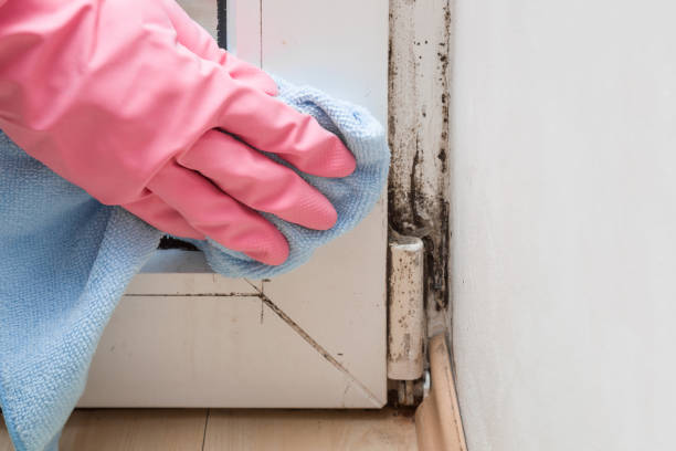 Best Affordable Mold Removal  in Harbour Heights, FL